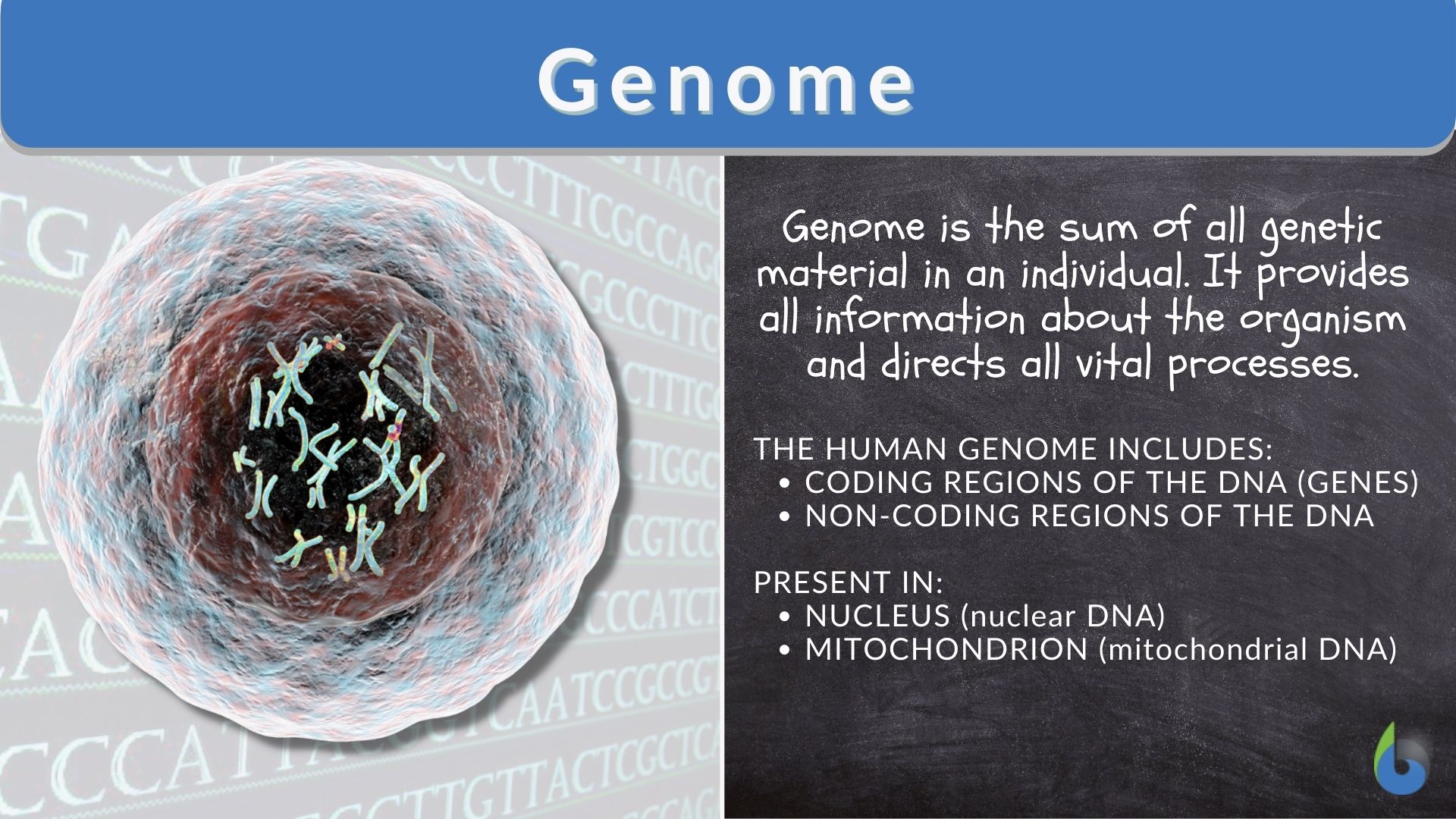 <p>A genome is the complete set of DNA in an organism</p>