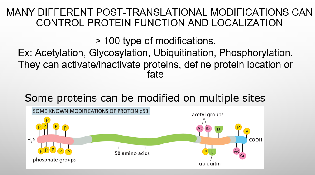 <p>different post-translational modifications </p>