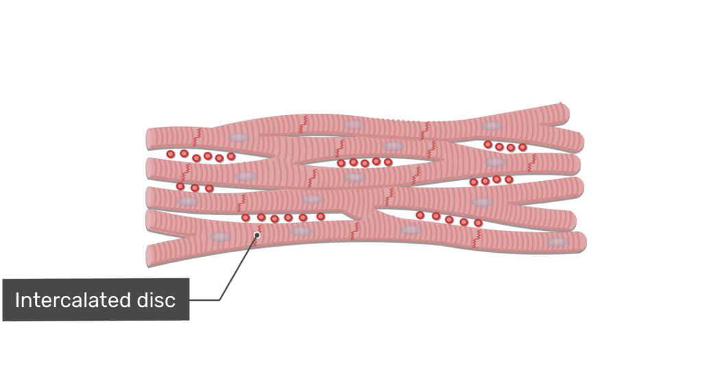 <p>Intercalated discs are most likely to be observed in:</p><p>a) longitudinal section of skeletal muscle;</p><p>b) transverse section of skeletal muscle;</p><p>c) transverse section of cardiac muscle;</p><p><strong><mark data-color="red" style="background-color: red; color: inherit">d) longitudinal section of cardiac muscle;</mark></strong></p><p>e) transverse section of smooth muscle.</p><p></p>