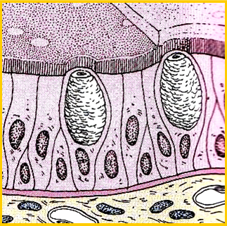 <p><strong>Epiteliul pseudostratificat cilindric</strong></p>