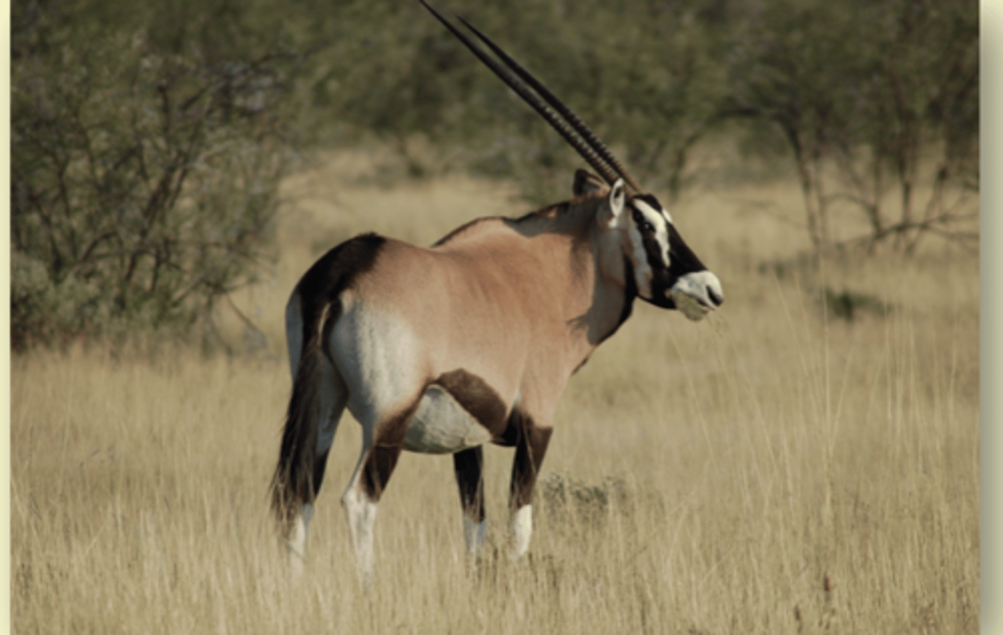 <p>– losing heat without losing too much water through evaporative cooling.</p><p>-----</p><p>- Animals from these regions, such as the camel and oryx, store body heat during the day </p><p>Ex: a camel’s temperature can rise from 34*C in the morning to 41*C in late afternoon</p><p>---</p><p>- Heat is dissipated at night.</p><p>- Reduces the need for evaporative cooling and so reduces water loss.</p>