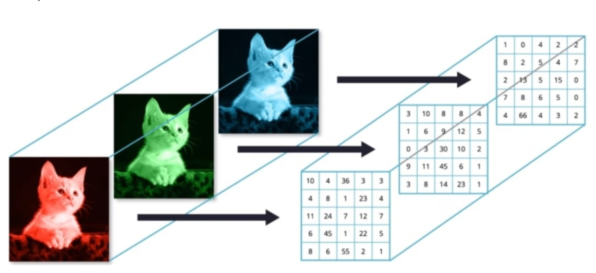 <p>In deep learning, images are typically represented by a 3D tensor with the shape [height, width, channel]. Height and width denote the dimensions of the image in pixels, while the channel represents color depth. Common representations include RGB (3 channels) or grayscale (1 channel). </p>