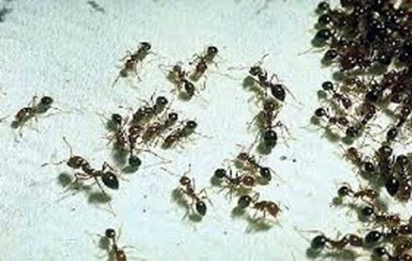 <p>ants</p>