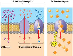<p>Moving from an area of high concentration to low concentration without using any ATP</p>