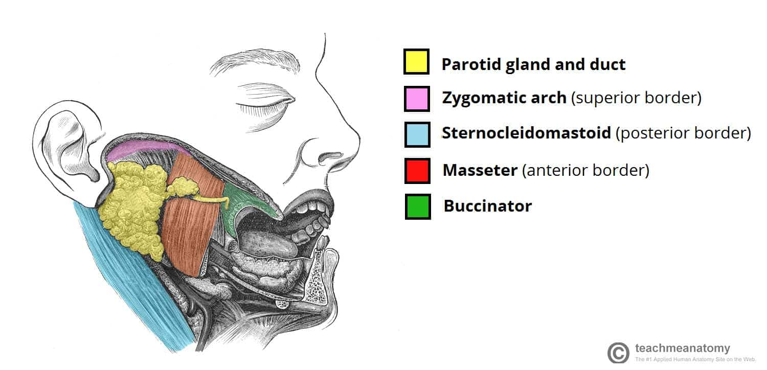 <p>Parotid</p><p>—</p><p>Under the influence of external stimuli (chewing or tasting food)</p>