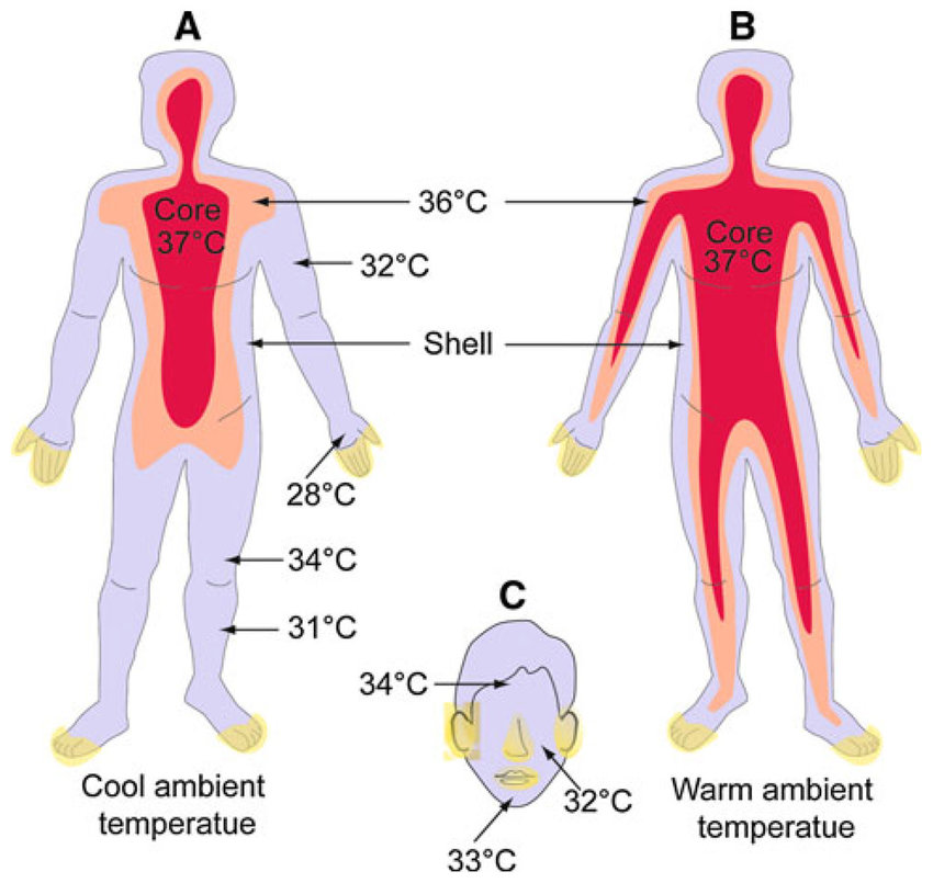 <p>the typical temperature range found in humans</p>