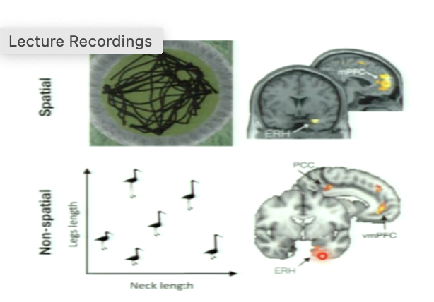 <p>navigation in these two spaces identifies similar areas:</p><ul><li><p>entorhinal cortex</p></li><li><p>mPFC<br></p></li></ul><p>suggests that the navigation is not used simply for navigation in the physical environment but that it is a more general system for navigating spaces that have relational structure&nbsp;</p><p></p>