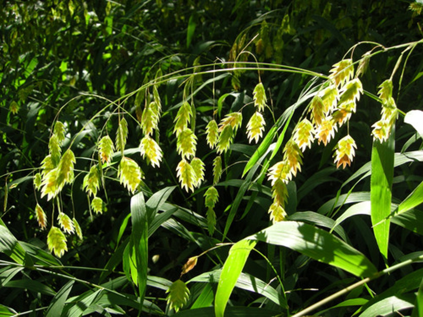 <p>aggressive, ornamental grass</p><p>leaves: leaves off stem, lanceolate, central stem</p><p>blooms: flattened panicle flowers</p>