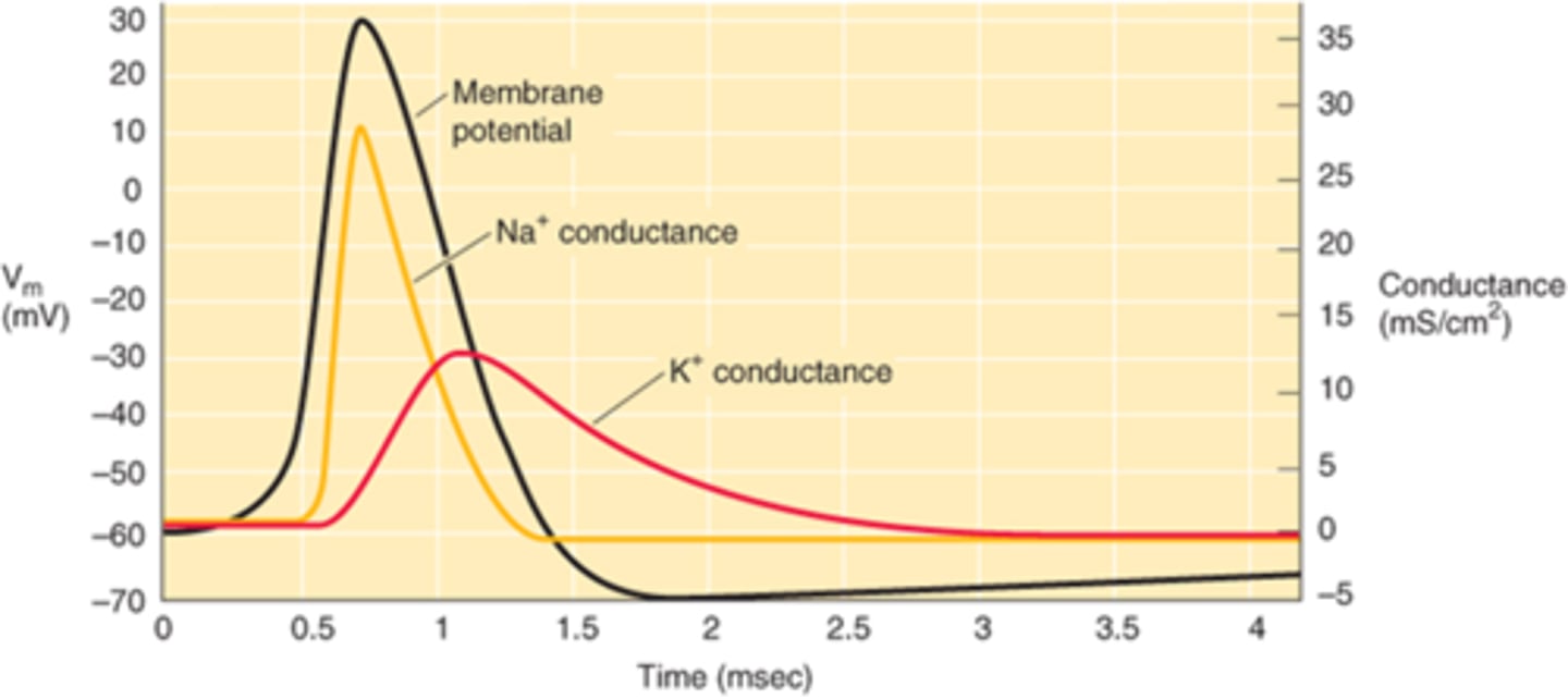 <p>Tell me about the conductance of sodium and potassium. Which is the excitable cell more permeable to? (note- for the test, pls study the graph of conductance)</p>