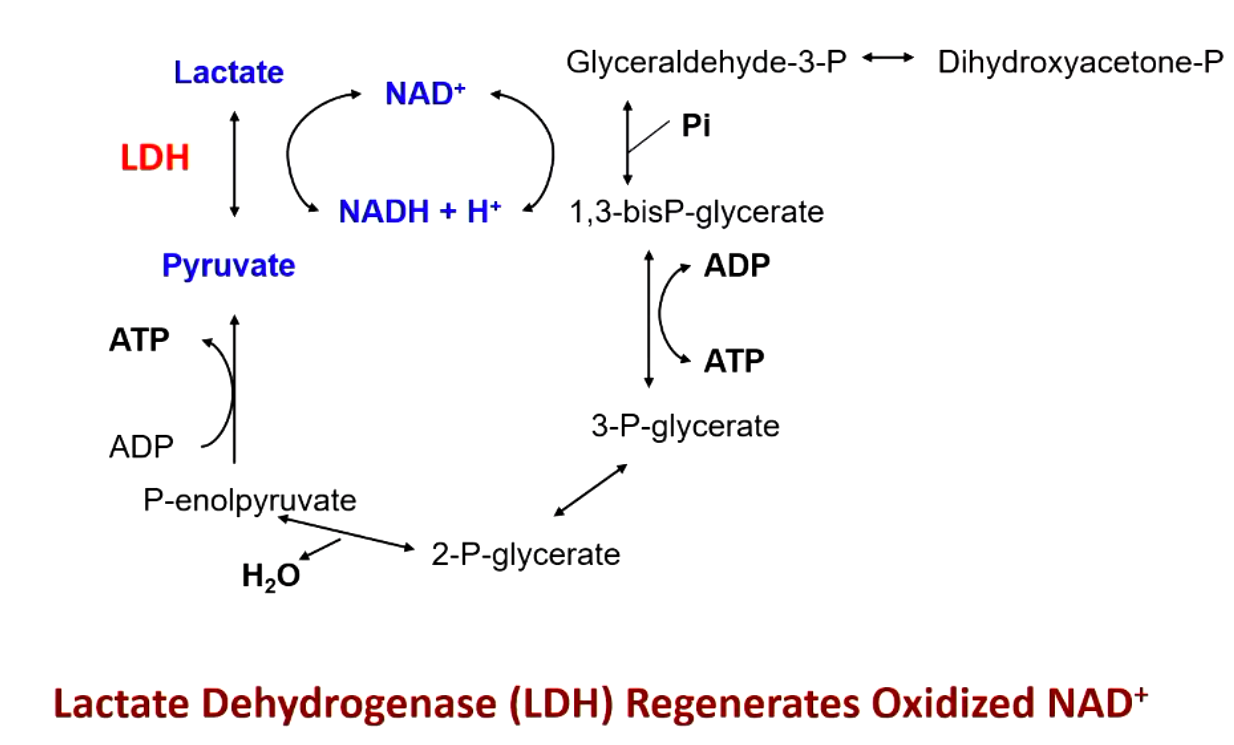 <p>lactate dehydrogenase (LDG) regenerates oxidized NAD+</p>
