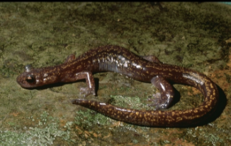 <p>Traits:</p><ul><li><p><span>Complete metamorphosis (no gills or gill slits)</span></p></li><li><p><span> typical terrestrial body plans</span></p></li><li><p><span>distinguished from other salamanders by osteology</span></p></li><li><p><span>Lungs reduced in some genera, and completely absent in</span><br><span>one genus</span></p></li></ul><p></p>