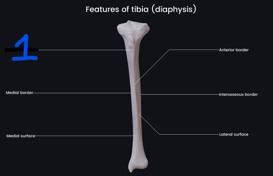 <p><span style="font-family: Arial, sans-serif">Name the bone marking found at 1:</span></p>