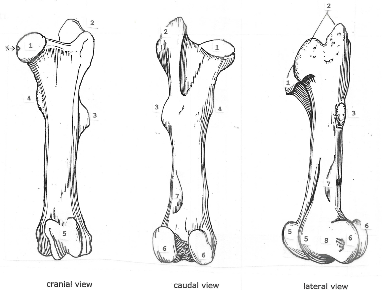 <p>label the structures on the femur </p>