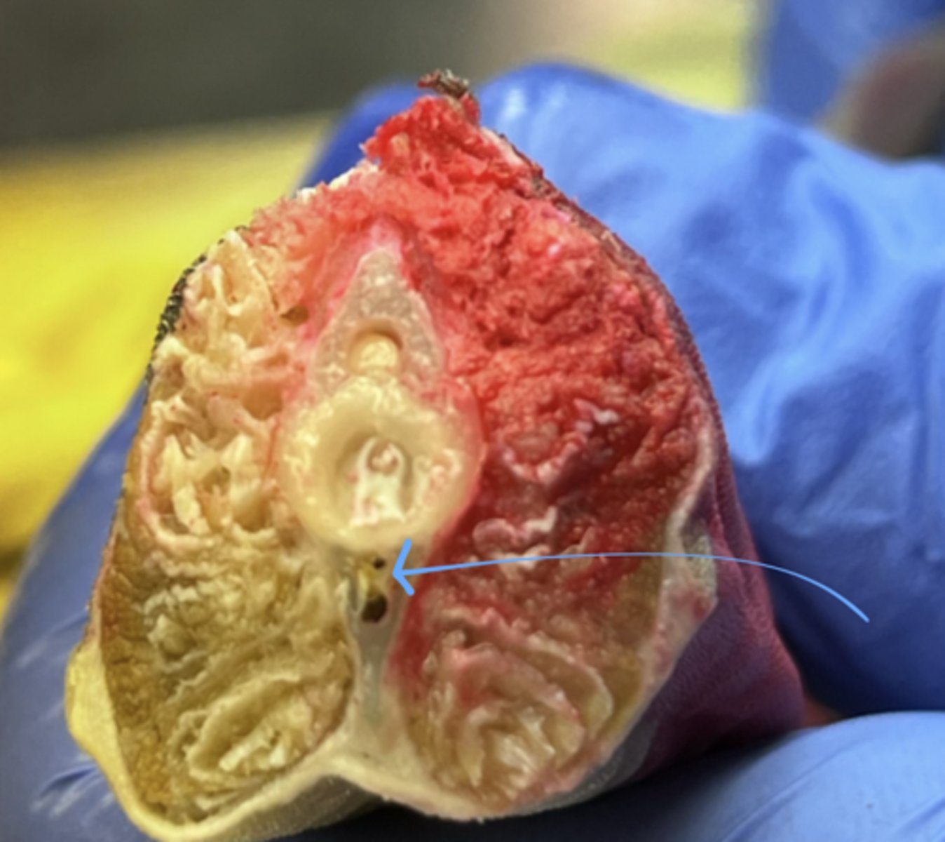 <p>what is this?</p>