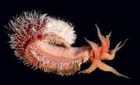 <p>Deep-sea polychaete worm found only in the extreme heat of hydrothermal vents feeding on chemosynthetic bacteria</p>