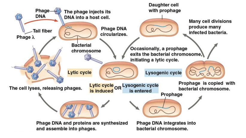 <ul><li><p>The <strong>______ </strong>replicates the phage genome without destroying the host​</p></li><li><p>The viral D N A molecule is incorporated into the host cell’s chromosome​</p></li><li><p>Phages that use both the lytic and ______ cycles are called <strong>temperate phages</strong></p></li></ul><p>A viral reproductive stage where the virus’s DNA is being replicated using the host cell’s DNA. During its infection, the virus uses the host to help copy its DNA or genetic information, but it is not producing any proteins.&nbsp;​</p>