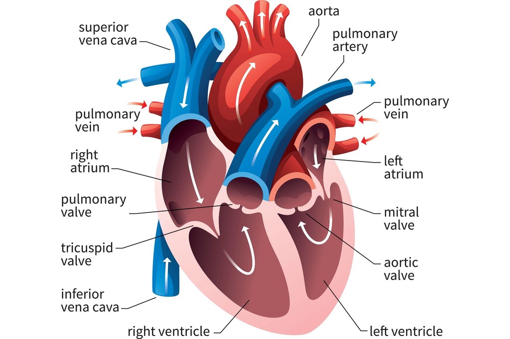 <p><strong>Cardiac muscle</strong> allows the heart to contract to create high pressure. The cardiac muscle for the left ventricle is much thicker than the right ventricle because high pressure is required to move blood around the body. </p><p>The <strong>pacemaker</strong> (sinoatrial node) initiates and controls when the ventricles should contract to control heart beat. </p><p>The <strong>atria</strong> receive blood from the body and the lungs. </p><p>The <strong>ventricles</strong> contain a lot of cardiac muscle to be able to pump blood to the lungs and the body. </p><p><strong>Atrioventricular valves</strong> prevent the backflow of blood from the ventricles to the atria. </p><p><strong>Semilunar valves</strong> prevent the backflow of blood from the arteries to the ventricles. </p><p>The <strong>septum</strong> prevents oxygenated and deoxygenated blood from mixing. </p><p>The <strong>coronary vessels</strong> (arteries and veins) send and receive blood from the heart itself so the heart can function. </p>