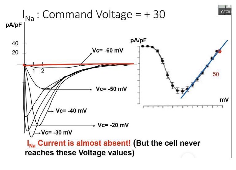 <p>Sottoponendo la cellula a salti di voltaggio (step) via via più positivi, si osserva un comportamento specifico dettato dall'interazione tra apertura dei canali e driving force.</p><p>• <strong>A -90 mV:</strong> La maggioranza dei canali è chiusa. Non c'è corrente.</p><p>• <strong>Verso -65 mV (Soglia):</strong> Si osserva una piccola corrente. Un certo numero di canali passa allo stato aperto. La driving force favorisce massicciamente l'ingresso del sodio, causando un'ulteriore depolarizzazione che porta all'apertura di altri canali (feedback positivo).</p><p>• <strong>Tra -40 mV e -20 mV (Il Picco):</strong> Il numero di canali aperti è il <strong>massimo possibile</strong> (massima permeabilità<span>). </span>Imponendo un voltaggio di -30 mV <span>la depolarizzazione aumenta la conduttanza (G_{Na}), aprendo più canali → </span><strong><span>Aumento della corrente</span></strong><span>. Quindi intorno a -30mV </span>si registra tipicamente la <strong>corrente di ampiezza massima</strong> (il picco più basso nel tracciato, o deflessione massima verso il basso).</p><p>• <strong>Verso valori più positivi (0, +20, +60 mV):</strong> Sebbene i canali siano già tutti aperti al massimo (GNa costante e massima), la corrente in ingresso diminuisce. Questo accade perché ciò che cambia è il <strong>gradiente elettrochimico (la driving force)</strong>. Man mano che il potenziale di membrana (Em) diventa positivo (avvicinandosi al potenziale di equilibrio del Na+, ENa), la forza elettrica inizia a spingere il sodio verso l'esterno, opponendosi al gradiente chimico. <strong><span>La corrente diminuisce linearmente</span></strong><span>.</span></p><p>• <strong>A +60 mV (Potenziale di equilibrio):</strong> Il gradiente elettrochimico si dissipa completamente. Le forze si equivalgono e la corrente netta si azzera.</p><p><strong>Curva I/V (Intensità/Voltaggio) della Corrente del Sodio</strong></p><p>Costruendo una curva I/V (variabile indipendente: voltaggio imposto; variabile dipendente: corrente normalizzata sulla capacità cellulare), si osserva una <strong>proporzionalità diretta tra intensità e voltaggio al di sopra dei -20 mV</strong>.</p><p>In questa porzione lineare del grafico, la conduttanza al sodio è già massimale (tutti i canali disponibili sono aperti). Pertanto, applicando la legge I = G x (Em - ENa), l'unico fattore che determina il cambiamento dell'intensità di corrente è la variazione del <strong>gradiente elettrochimico</strong> (la driving force).</p>