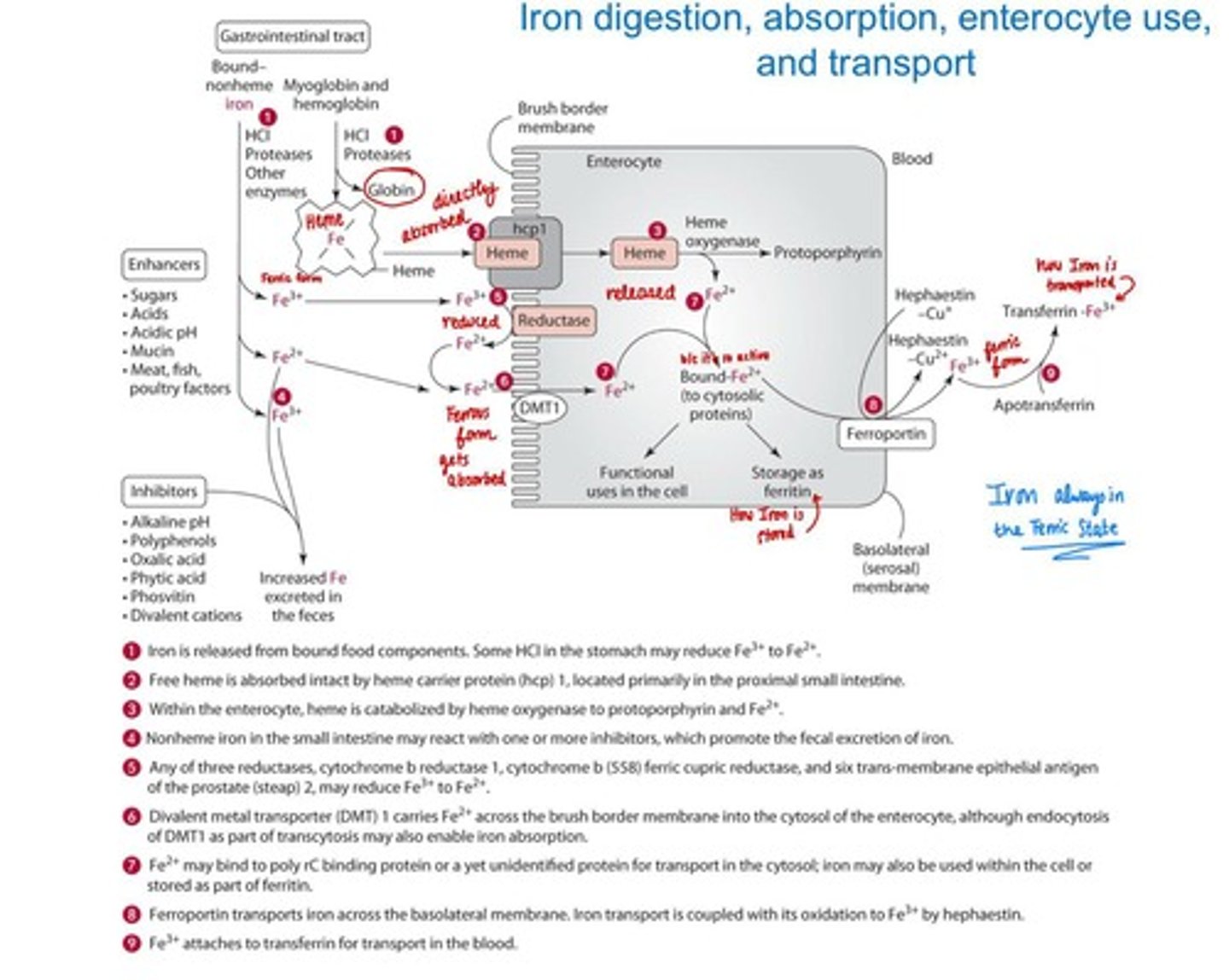 <p>Sugars (fructose, sorbitol), acids (ascorbic, citric), meat, poultry, fish, mucin</p>