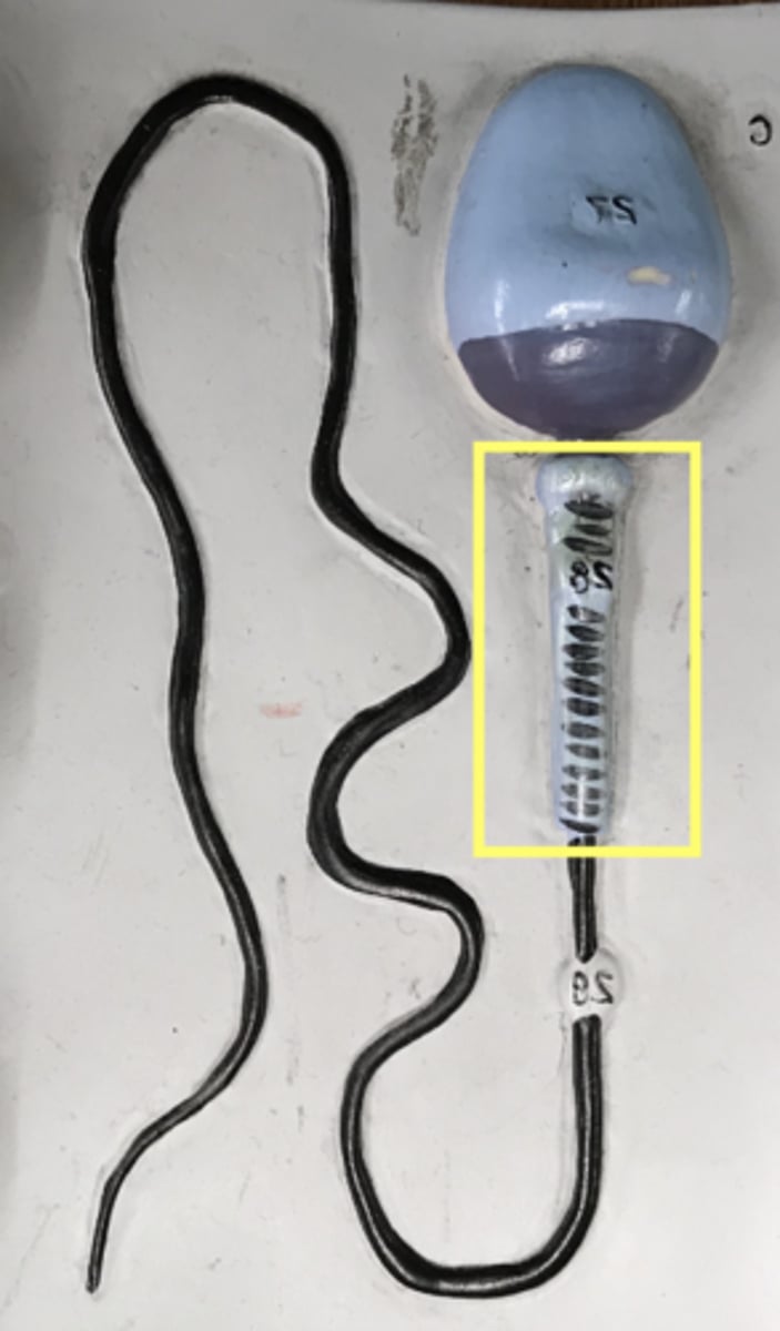 <p>name this region</p>