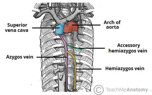 <p>- oesophagus</p><p>- thoracic aorta</p><p>- azygous vein</p><p>- thoracic duct</p><p>- vagus nerve</p><p>- sympathetic nerve trunks</p><p>- splanchnic nerves</p>
