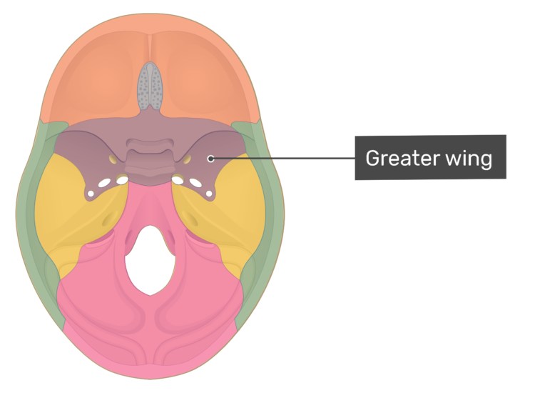 sphenoid 