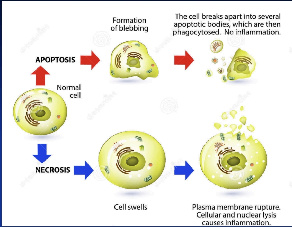 <p>Apoptozis ve nekrozisi karşılaştır.</p>