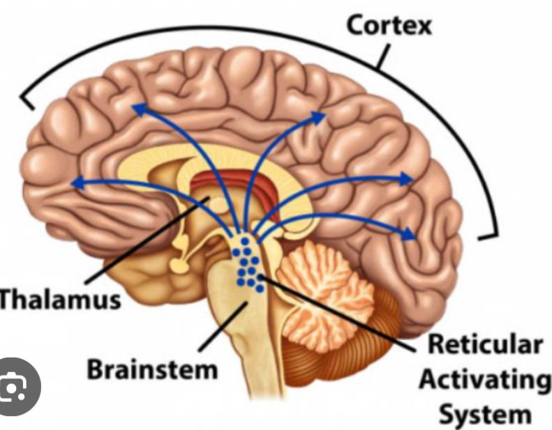 <p>Controls arousal, wakefulness, and attention. Plays a role in voluntary movement and some types of learning and attention. Runs through the brainstem.</p>