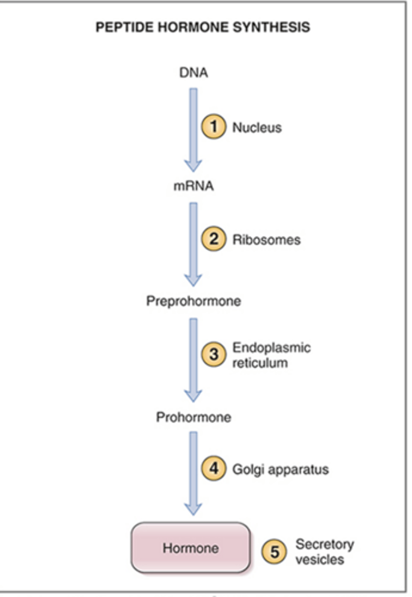 <p>steps involved in the synthesis of peptide hormones:</p>