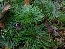 <p>Fan clubmoss</p>