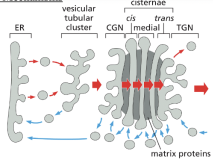 <p>In the cisternal maturation mechanism, each Golgi cisterna <em>maturates as it migrates outward through the stack</em></p><p>At each stage, the Golgi resident proteins that are carried forward in a maturing cisterna are moved backwards (blue arrows) to an earlier compartment in <strong><em>COPI-coated vesicles</em></strong></p><p>When a newly formed cisterna moves to a <strong>medial</strong> position, “leftover” cis golgi enzymes would be extracted/transported retrogradedly to a new cis cisterna behind</p><ul><li><p>likewise the medial enzymes would be received by retrograde transport from the cisternae just ahead</p><ul><li><p>a cis cisterna would mature to a medial & trans cisterna as it moves outward</p></li></ul></li></ul><p></p>