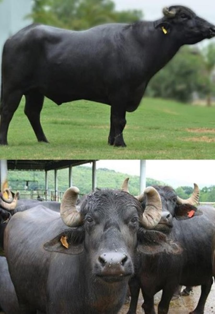 <p>Large domestic buffalo species found across India to Vietnam, Sri Lanka, Borneo, and Peninsular Malaysia.</p>