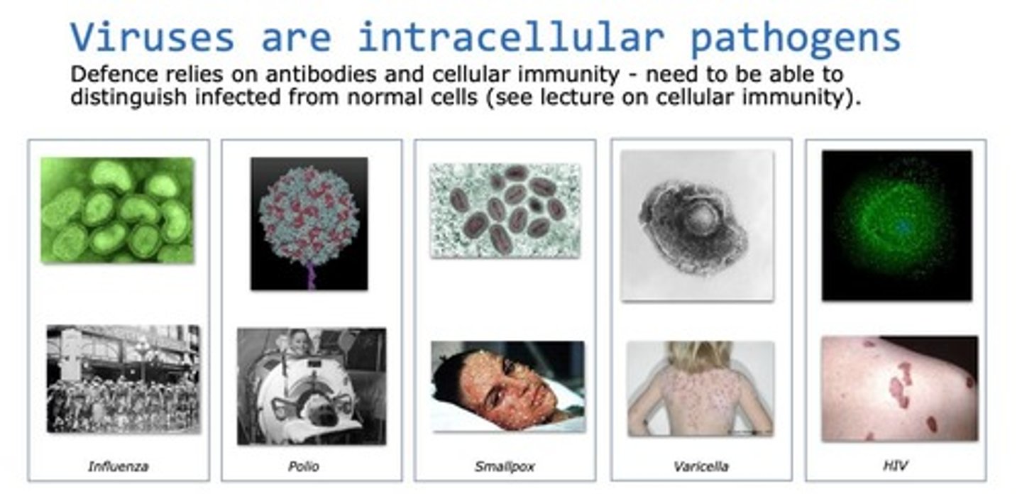 <p>Intracellular pathogens that replicate inside host cells.</p>