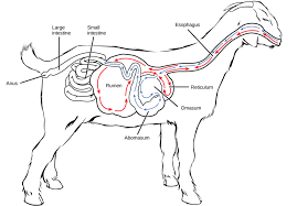 <p>Ruminants</p>