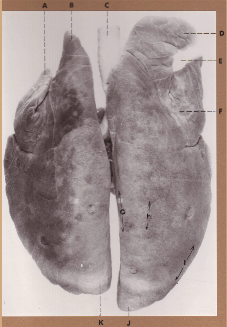 <p>I</p><p>(pig lungs, dorsal)</p>