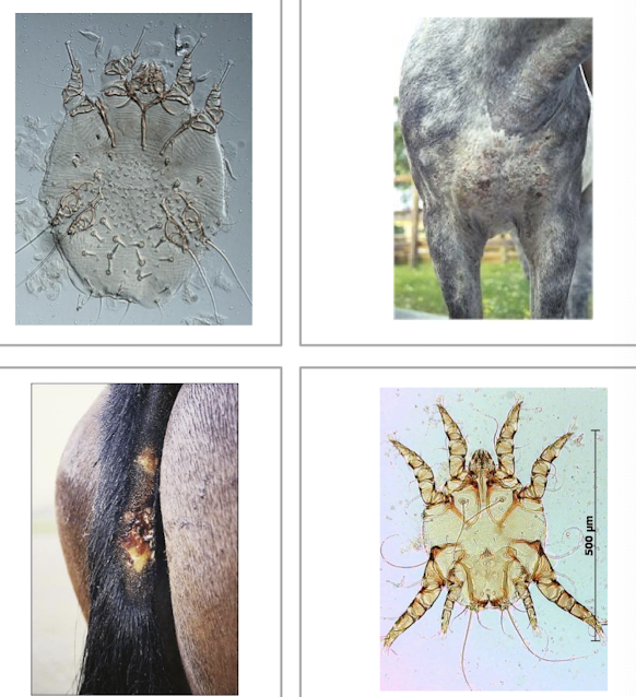 <p><em>Sarcoptes</em> = burrowing, zoonotic; starts head/neck → generalized. <em>Psoroptes</em> = non-burrowing on face/ears. Both → severe pruritus and alopecia. <strong>Treat:</strong> ivermectin 200 µg/kg PO ×2 (14 days apart) or moxidectin 400 µg/kg once + environmental cleaning</p>