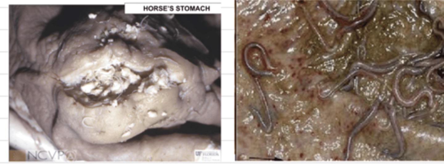 <p>what parasite has infected this horse? what is the disease name?</p>