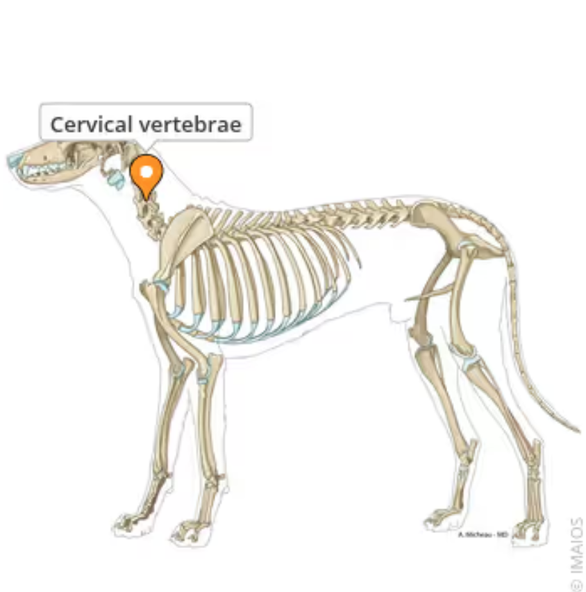 <p>C1-C7 (all mammals) </p>