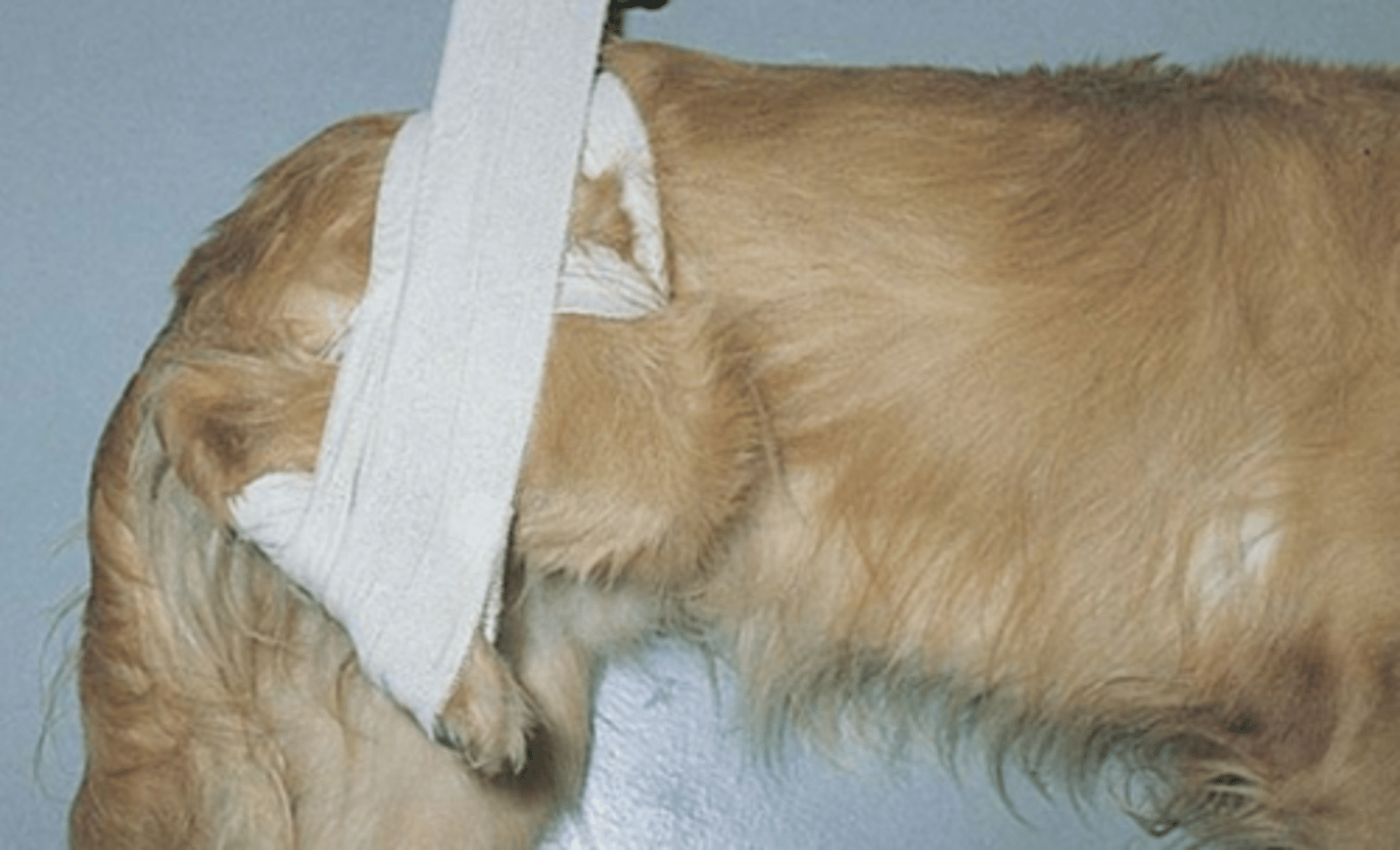 <p>Rhymes with femur - What is this?</p>