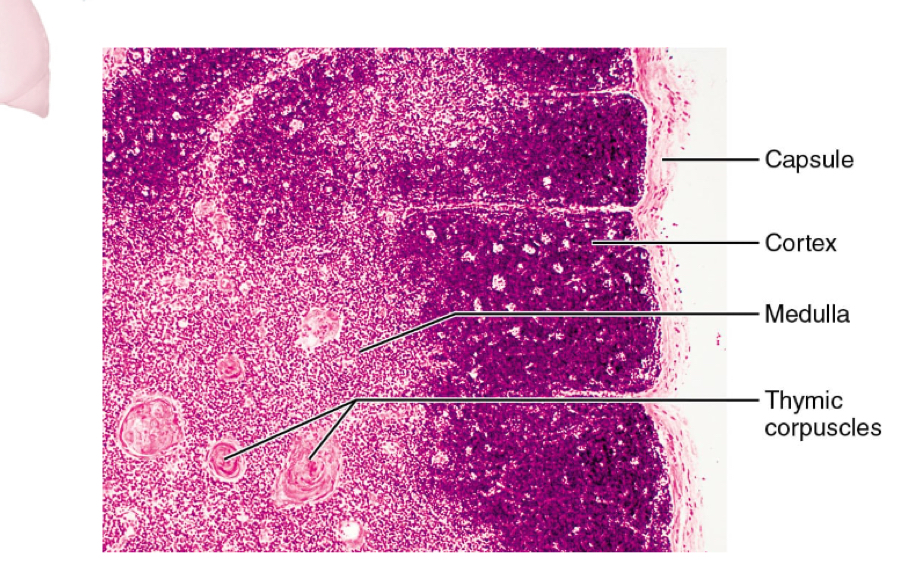 <ul><li><p>cortex: site of POSITIVE selection</p><ul><li><p>can you identify the MHC 1 complex of self cells?</p></li></ul></li><li><p>medulla: site of NEGATIVE selection</p><ul><li><p>will you not act against self-antigens</p></li></ul></li><li><p>corpuscles: site of T cell dstruction </p></li></ul><p></p>