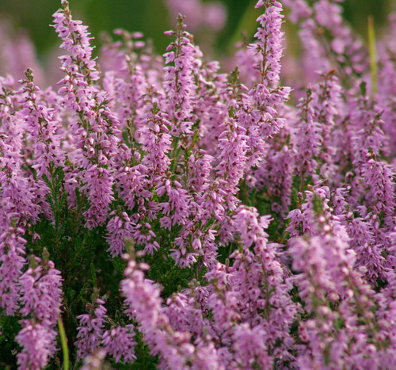 <p>​a low wild plant with small purple, pink or white flowers, that grows on hills and areas of wild open land</p>