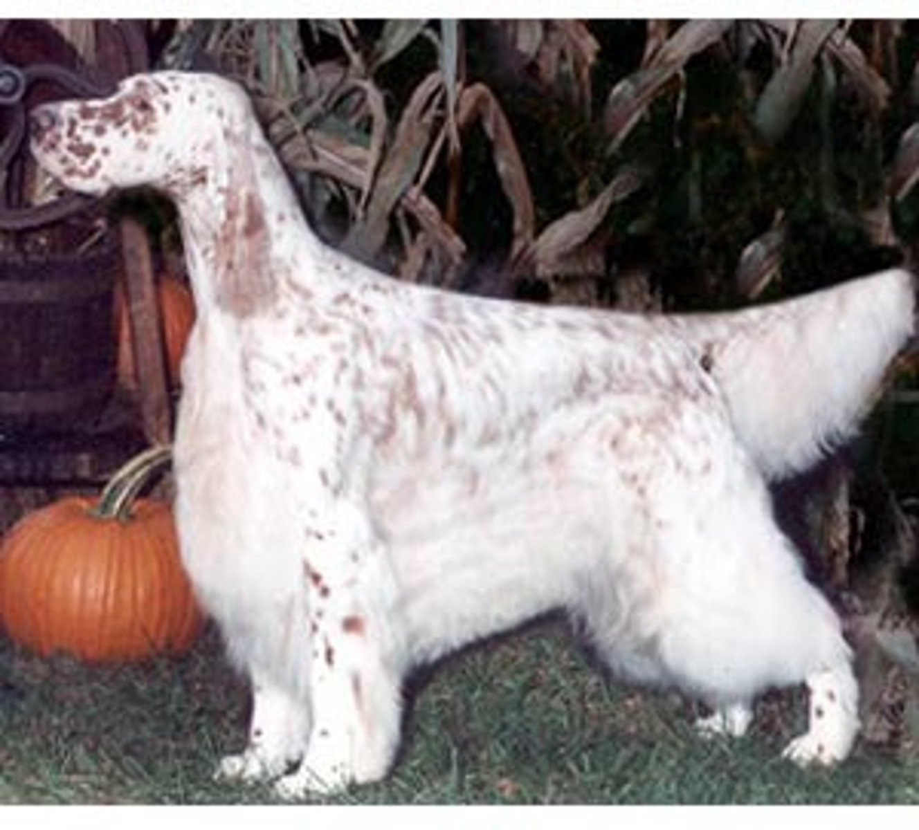 <p>One of 3 setters. Speckled color. Many colors.</p>