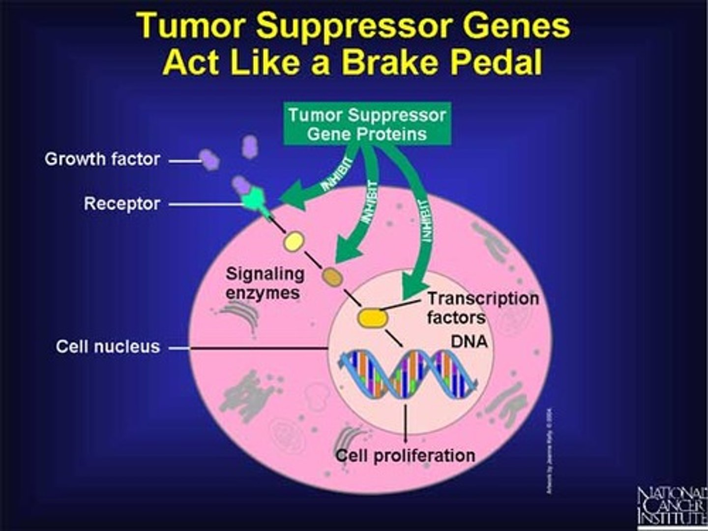 <p>-Control cell cycle checkpoints & apoptosis</p><p>-Cause cancer when deleted or inactivated</p><p>-Recessive loss-of-function mutations (knock out 2 copies of TSG for cancer to result)</p>