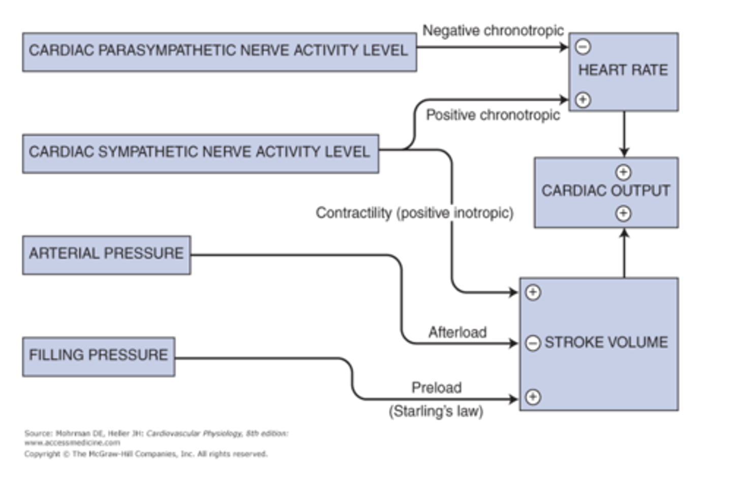 <p>What is the heart rate controlled by?</p>