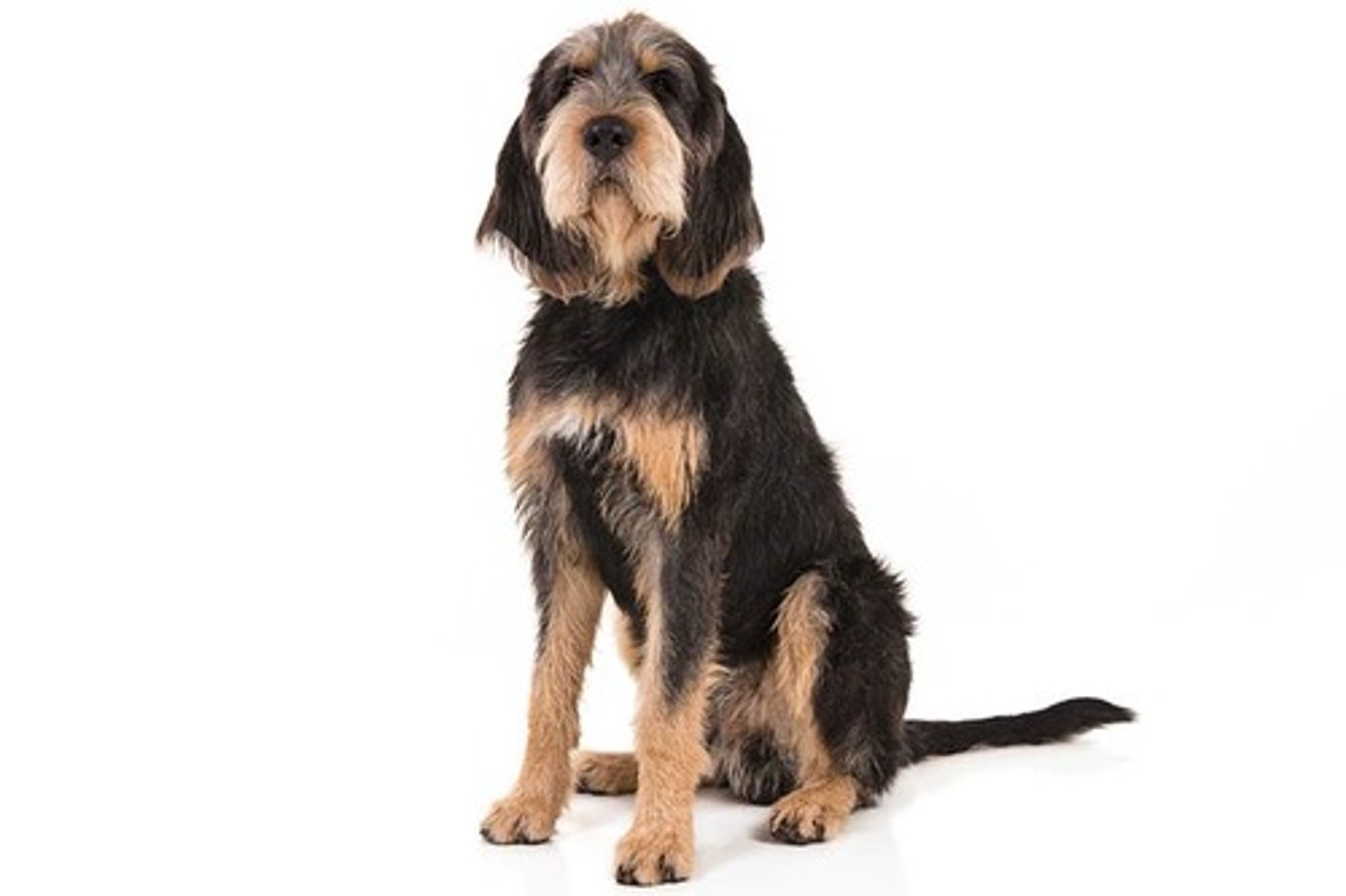 <p>Even-Tempered, Amiable, Boisterous</p><p>AKC Breed Popularity: Ranks 166 of 194</p><p>Height: 27 inches (male), 24 inches (female)</p><p>Weight: 115 pounds (male), 80 pounds (female)</p><p>Life Expectancy: 10-13 years</p><p>Group: Hound Group</p>