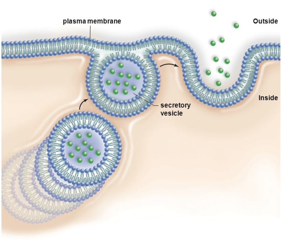 <p><span style="background-color: transparent; font-family: &quot;Proxima Nova&quot;, sans-serif;">Use with the cell membrane to deliver <strong>membrane proteins</strong> or to release <strong>secretory proteins</strong>.</span></p>