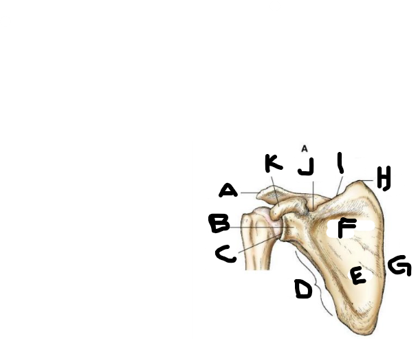 <p>anterior scapula H</p>