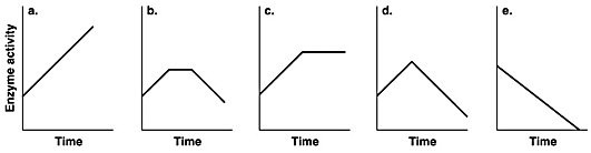 <p>Which of the graphs in the figure best illustrates the activity of an enzyme that is saturated with substrate?</p><ol><li><p>a</p></li><li><p>b</p></li><li><p>c</p></li><li><p>d</p></li><li><p>e</p></li></ol><p></p>