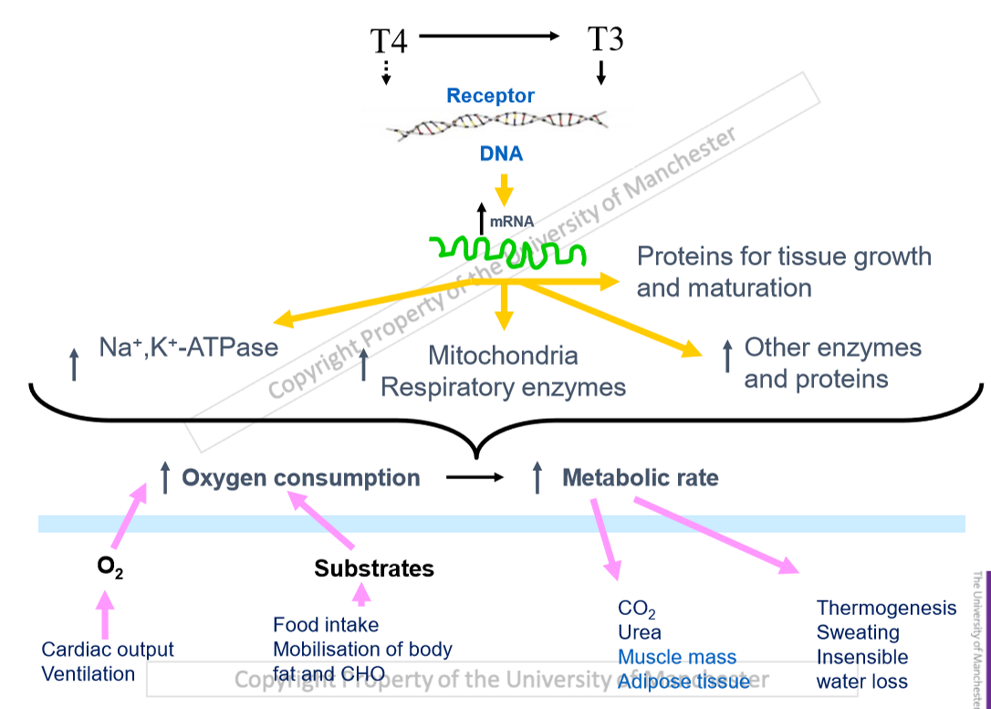 <ul><li><p>influence expression of particular proteins </p></li><li><p>increase oxygen demand </p></li><li><p>increased cardiac output and ventilation rate </p></li><li><p>increased waste products</p></li><li><p>insensible water loss- breathe out more deeper, lose water from lungs </p></li><li><p>hyperthyroidism leads to high metabolic rate, tremor, muscle wastage </p></li><li><p>most common endocrine disorder in cats, weight loss despite normal or increased appetite </p></li></ul><p></p>