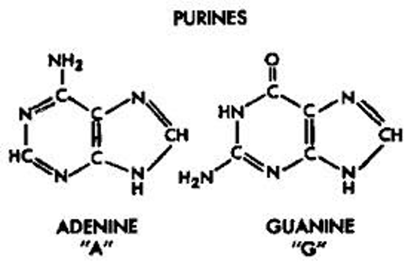 <p>Adenine and Guanine, has 2 rings</p>